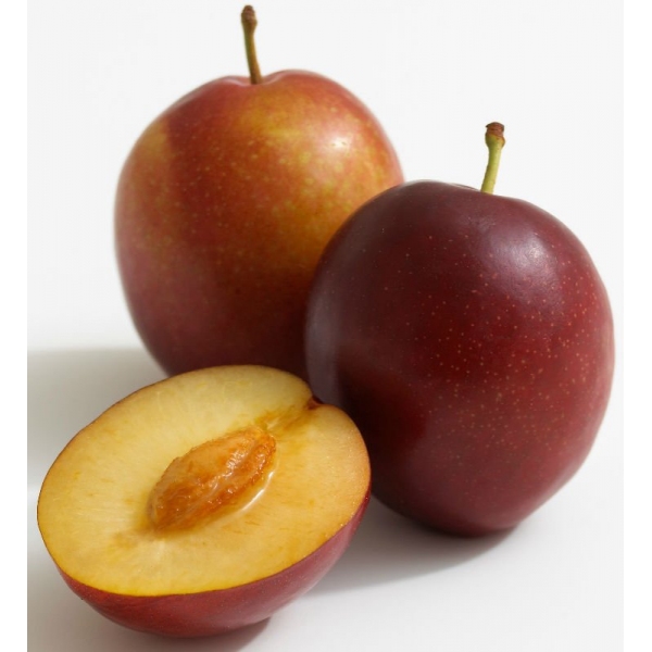 Fresh Plum Photo, Detailed about Fresh Plum